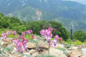 Pension Ciel