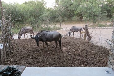 בית מלון כפרי Foxy Crocodile Bush Lodge & Kruger Safari S   No Loadshedding