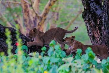 هتل Lake Nakuru Lodge