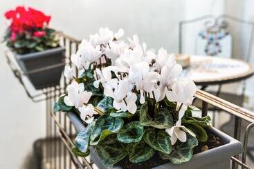 צימר Palazzo Mari