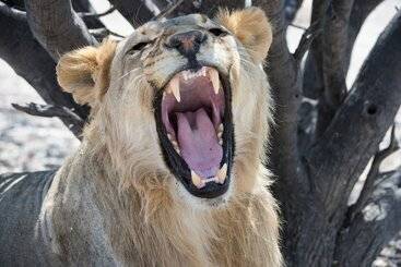 هتل Etosha Mountain Lodge