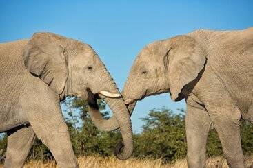 هتل Etosha Mountain Lodge