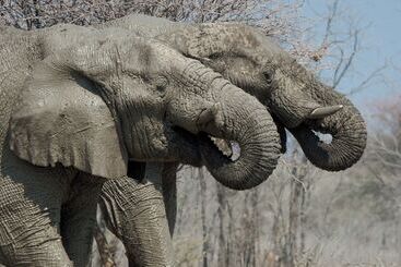 هتل Etosha Mountain Lodge