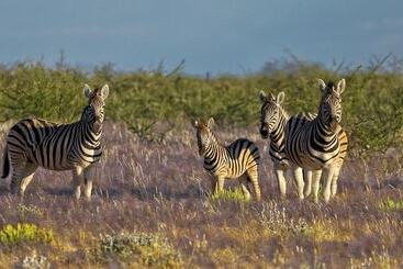 هتل Etosha Mountain Lodge