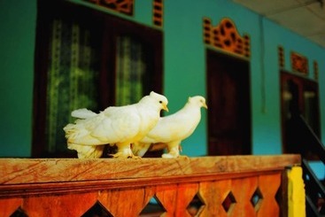 پانسیون Bugis Inn