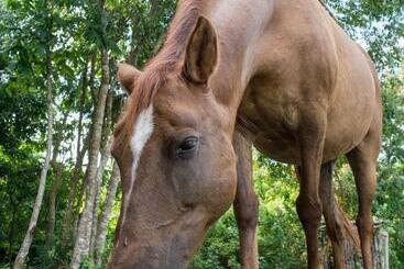 هاستل Horse Cottage