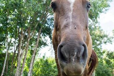 هاستل Horse Cottage
