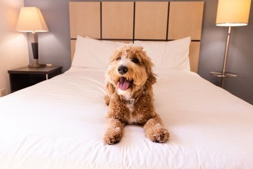 هتل Sonesta Simply Suites Cleveland North Olmsted Airport