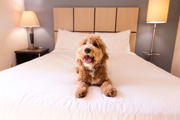 هتل Sonesta Simply Suites Hampton