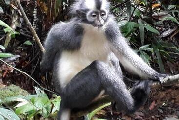 پانسیون Sumatra Cheeky Monkeys