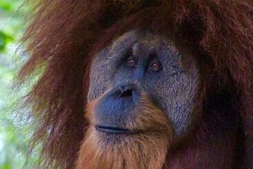 پانسیون Sumatra Cheeky Monkeys