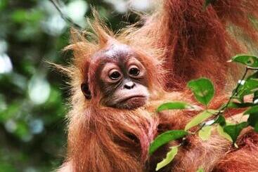پانسیون Sumatra Cheeky Monkeys