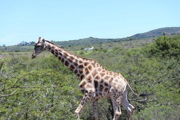 هتل Barefoot Addo Elephant Lodge