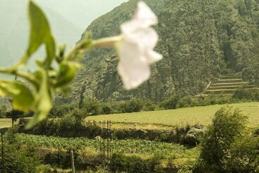 پانسیون Inka Khawarina Tambo Lodge
