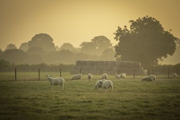 Overe The Farm Camp