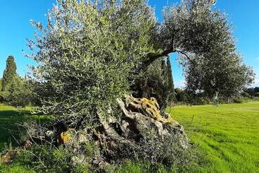 Villa Elaionas 1 Experiencing Nature S Tranquility!