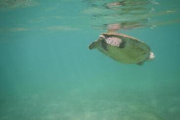 هتل Turtle Bay Beach Resort