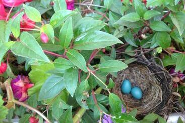 Robins Nest Bed & Breakfast