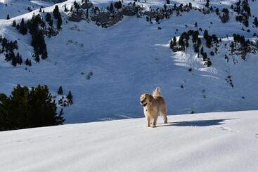 Apart Wolf Arlberg