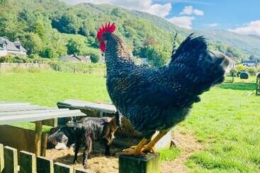 Highland Croft B&b