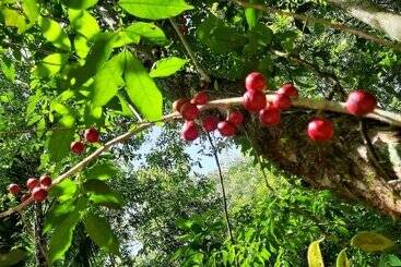 هتل Centro Ecoturistico Rio Chuc Tej