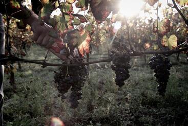 هتل I Cacciagalli Wine Resort