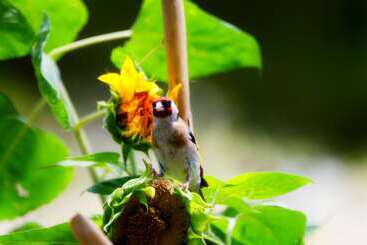 آپارتمان‌های توریست‌ها Villa Ivana