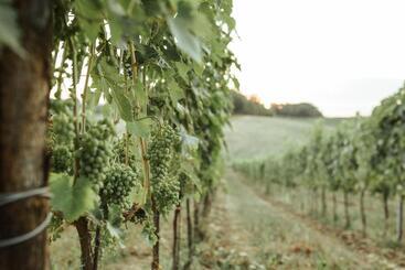 هتل Perelli Winery