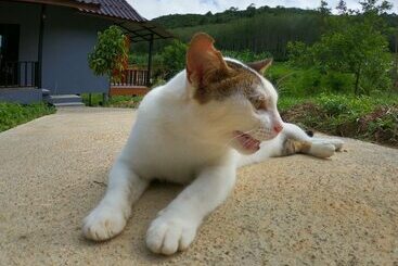 پانسیون Green Mountain Resort Koh Yao