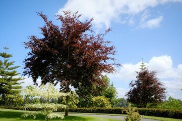 تختخواب و صبحانه Blackwood House