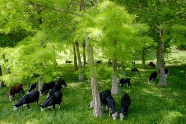 تختخواب و صبحانه Blackwood House