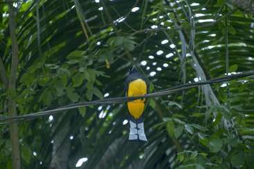 هتل Villas Cabuya Beach & Forest
