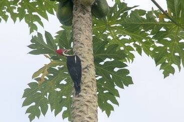 هتل Villas Cabuya Beach & Forest