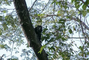 هتل Villas Cabuya Beach & Forest