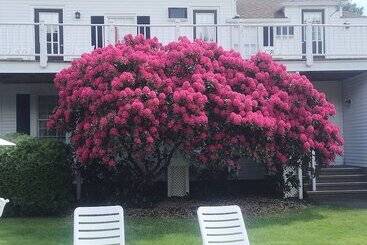 リゾートホテル Shoreway Acres Inn & Cape Cod Lodging