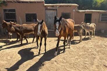펜션 Dar Tawarta Guest House Dakhla
