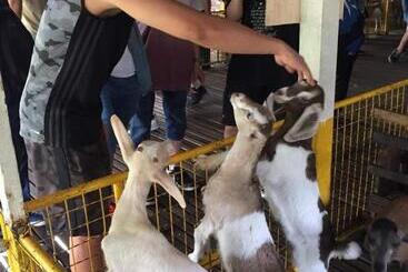 هتل Uk Farm Agro Resort