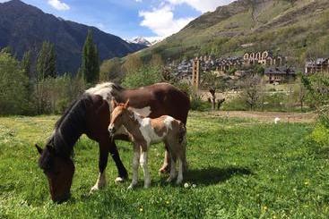 پانسیون Hostal Rural Sant Climent