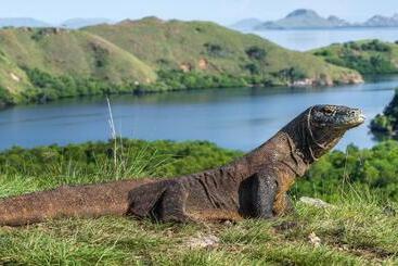 هتل Meruorah Komodo Labuan Bajo