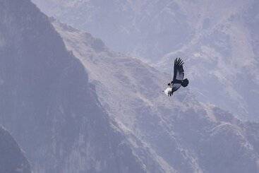 هتل La Granja Del Colca