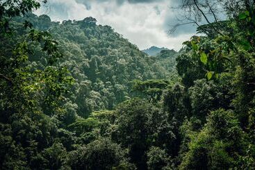 هتل One&only Nyungwe House