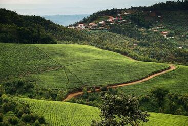 هتل One&only Nyungwe House