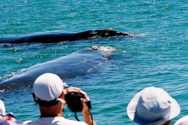 The Whale On Main B&b