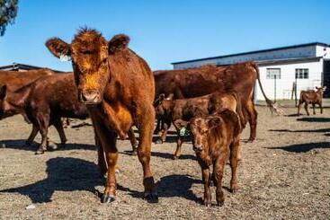 تختخواب و صبحانه Jonkershoek Guest Farm