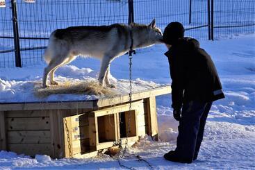 استراحتگاه Old Pine Husky Lodge