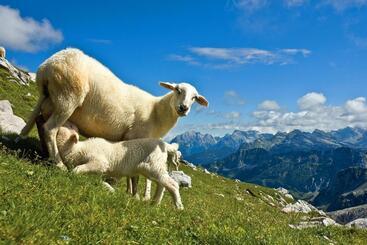 هتل Tourist Farm Kranjc