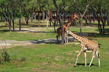هتل Disney's Animal Kingdom Lodge