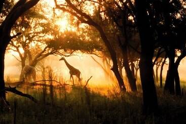 هتل Disney's Animal Kingdom Lodge