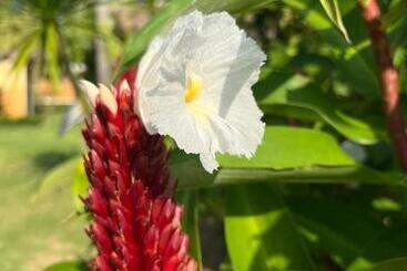 تختخواب و صبحانه Coco Verde Bali Resort