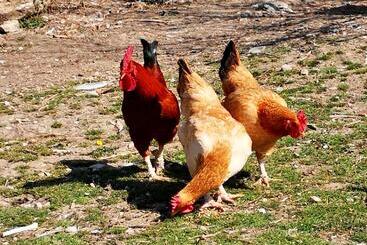 乡村酒店 Agriturismo Grecinella